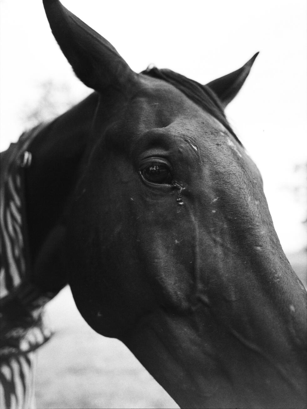 horse mamiya bw horse mamiya bw
